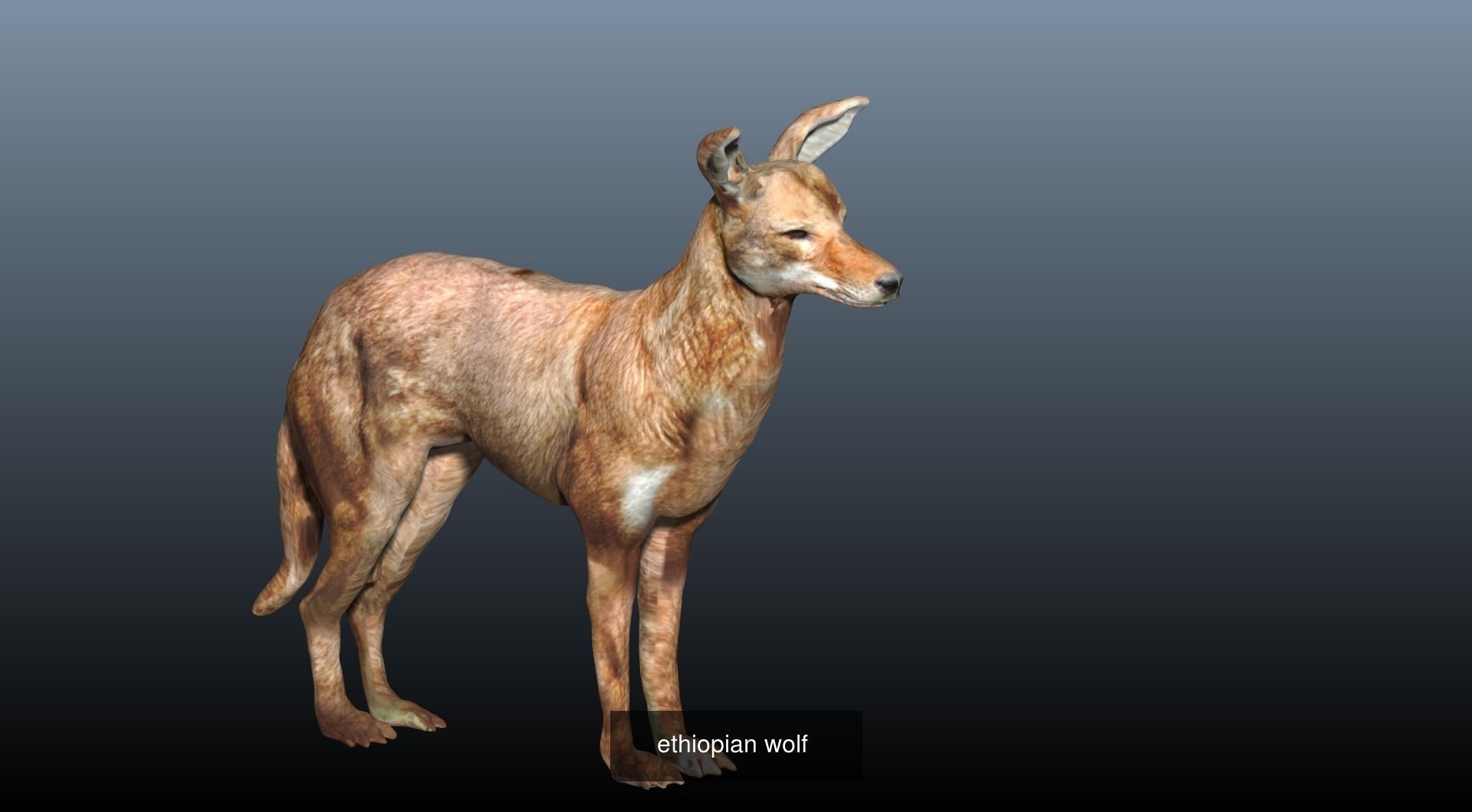 Animal Collection frog _6