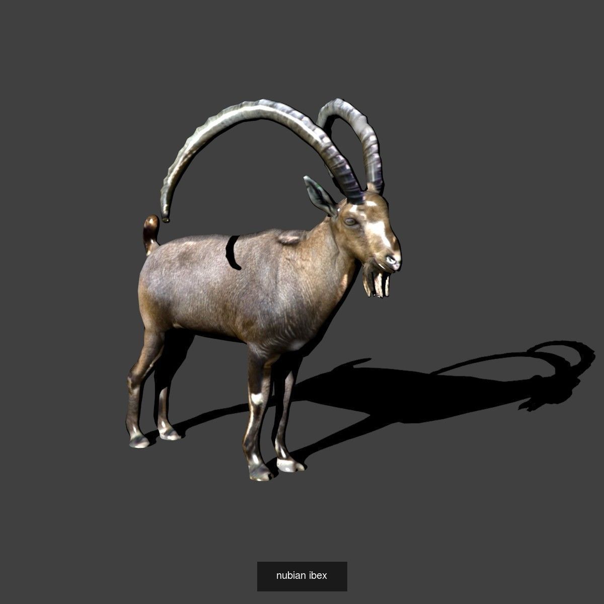 Animal Collection frog _5