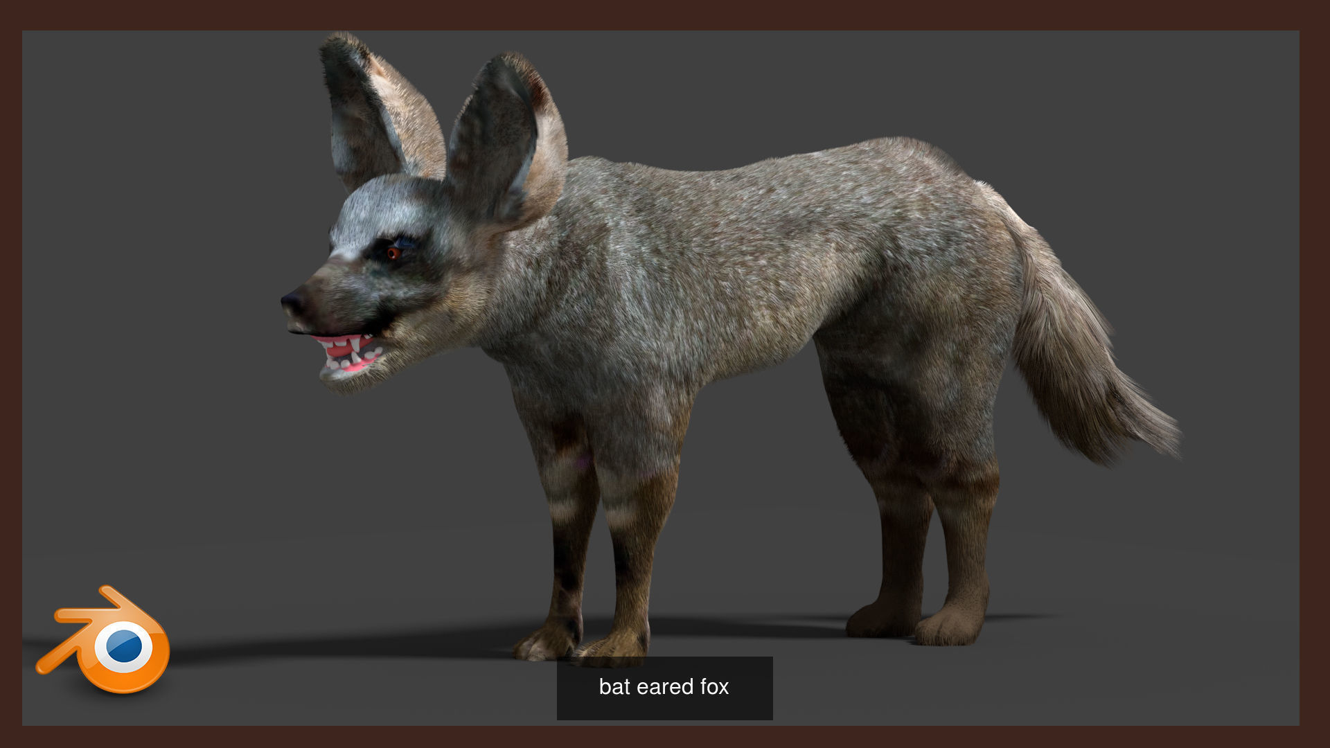 Animal Collection frog _12