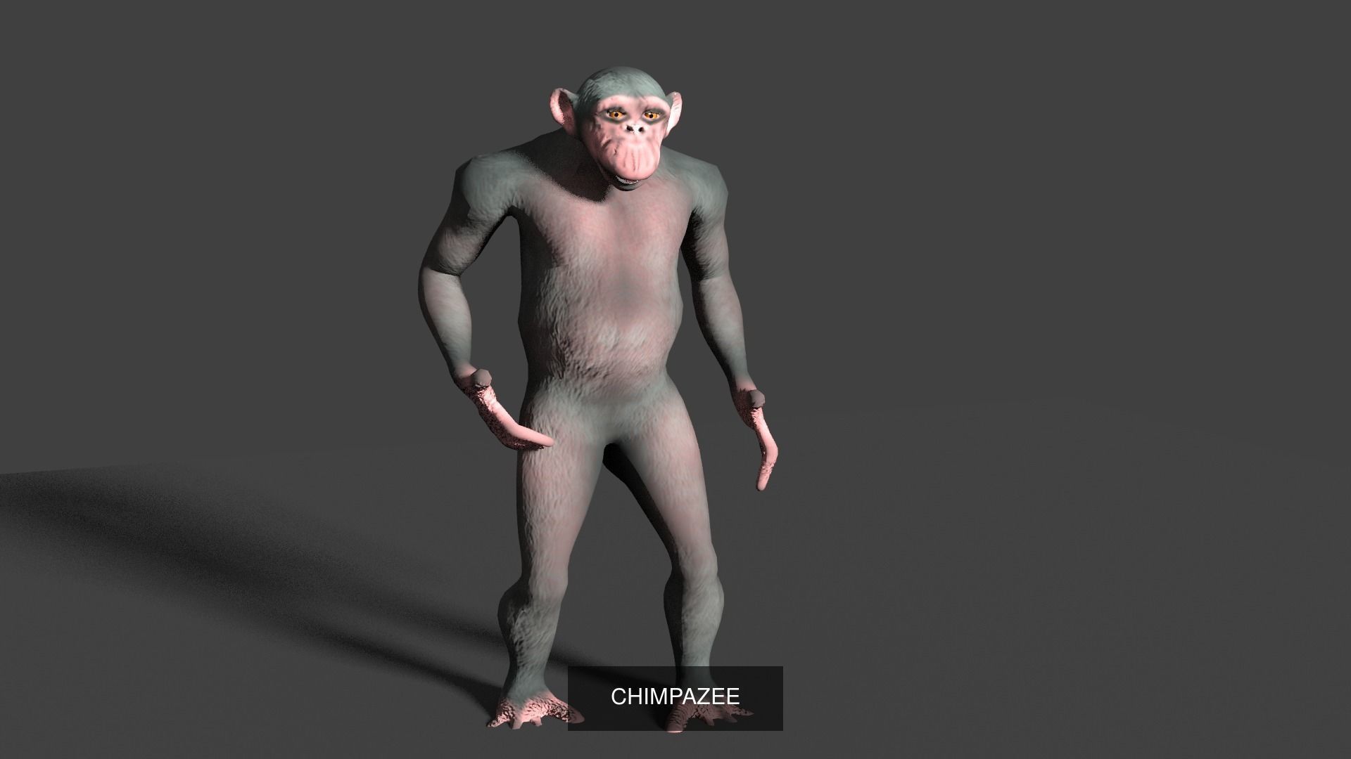 Animal Collection frog _22