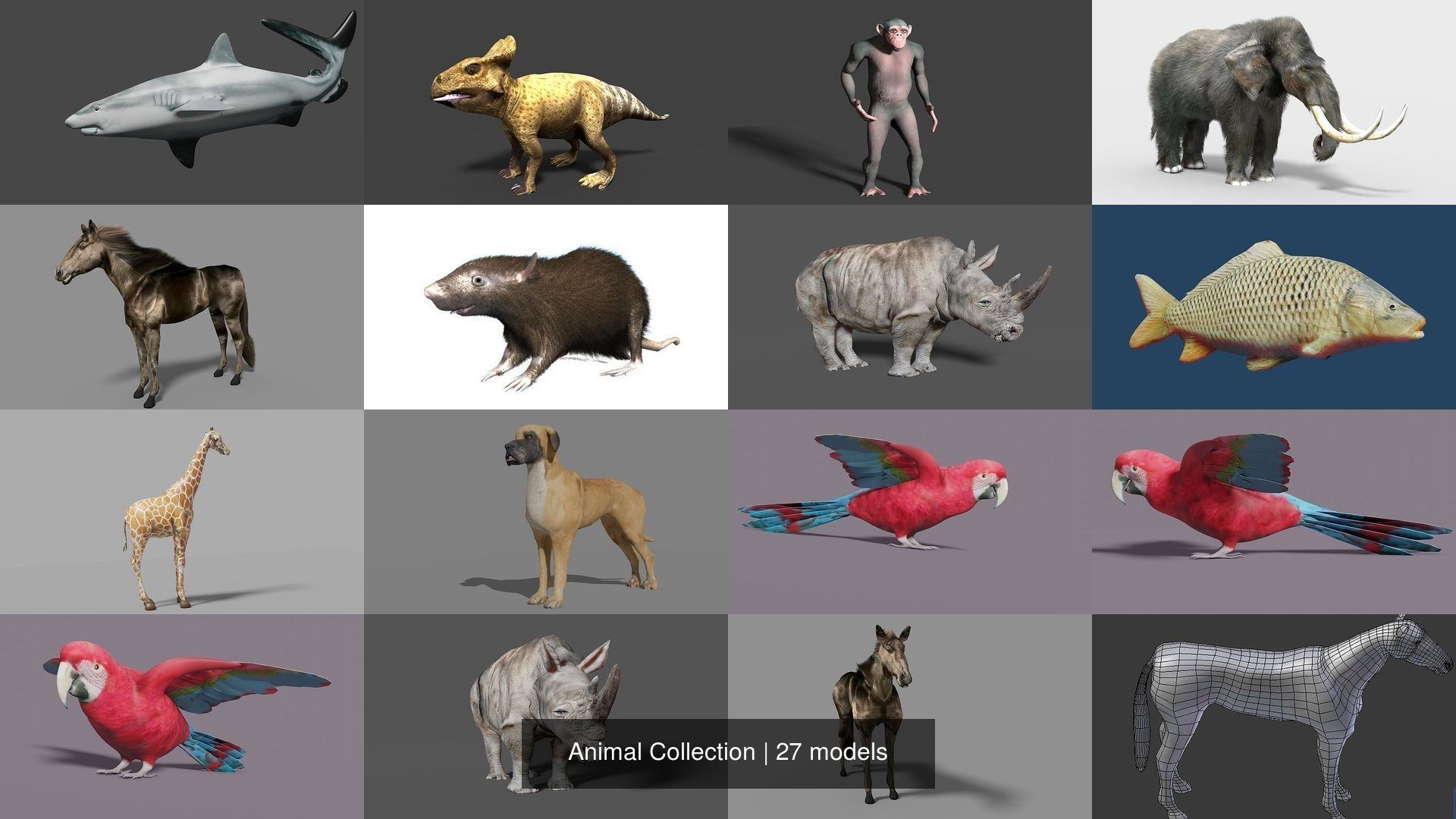 Animal Collection frog _2