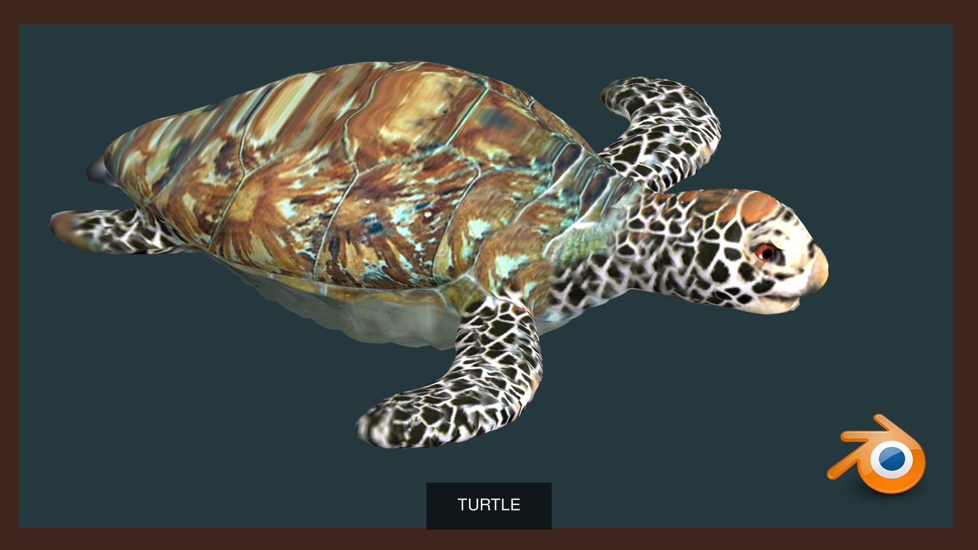 Animal Collection frog _13