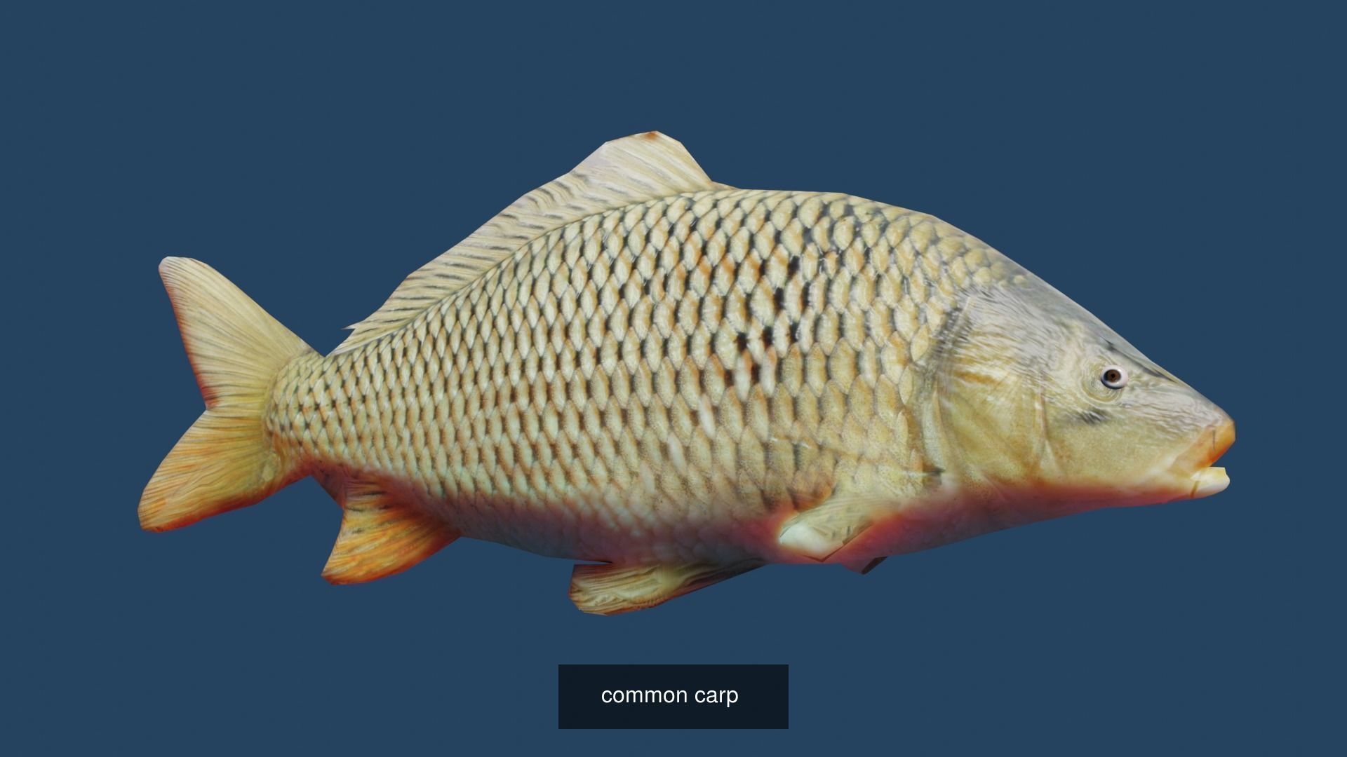 Animal Collection frog _27