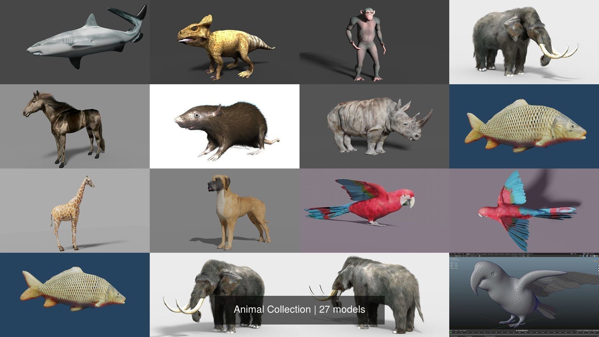 Animal Collection frog _3