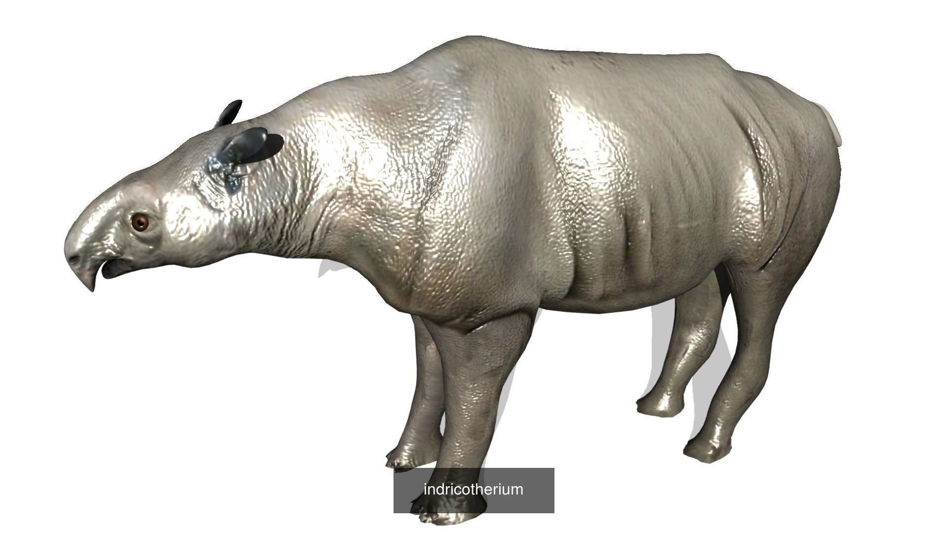 Animal Collection frog _18