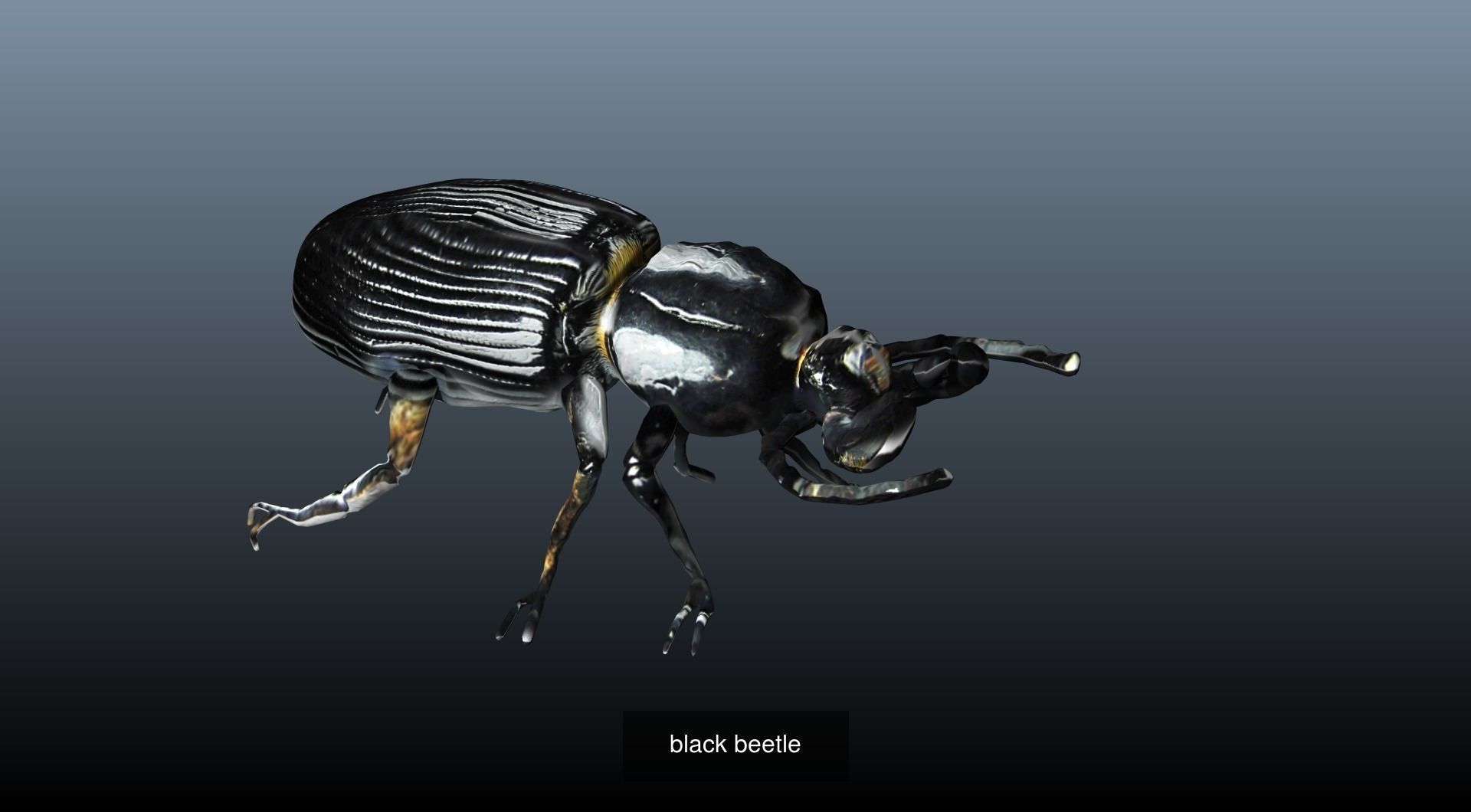 Animal Collection frog _7