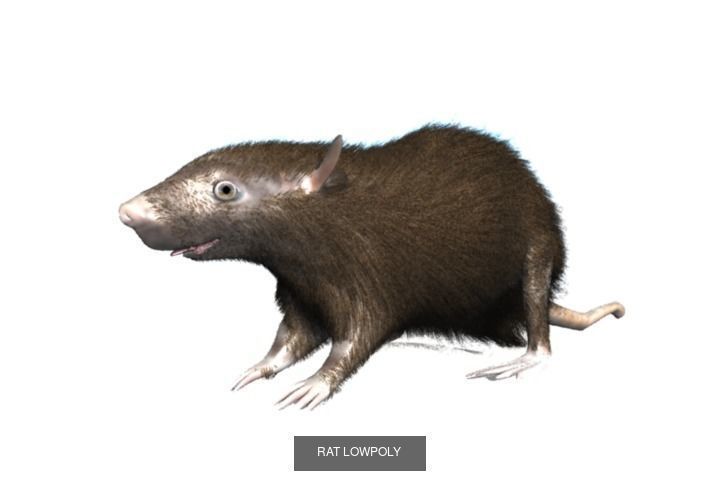 Animal Collection frog _25