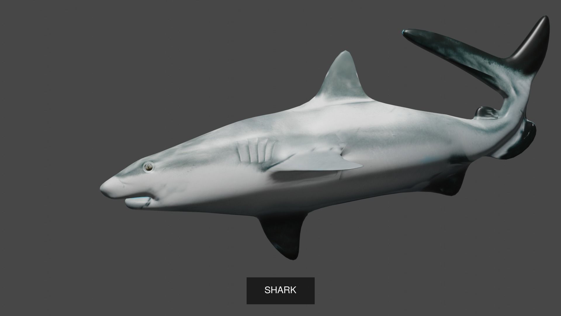 Animal Collection frog _20