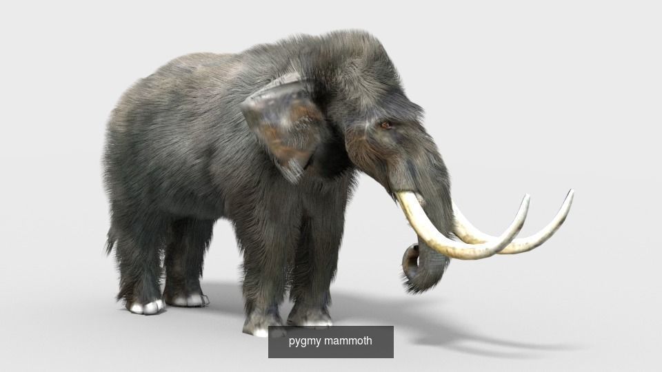 Animal Collection frog _23