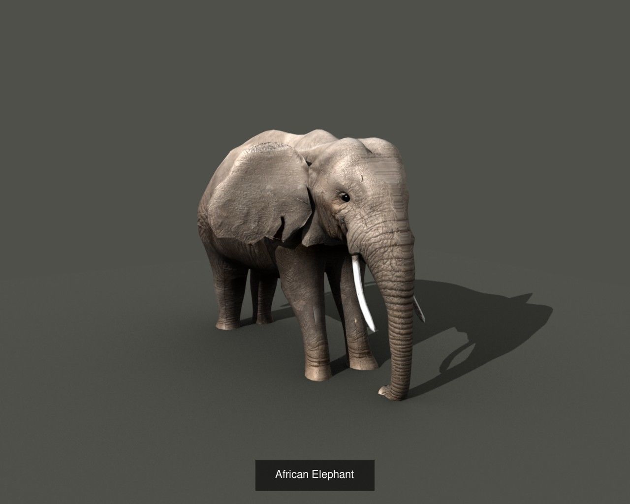 Animal Collection frog _17