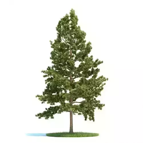 Tree   Eastern White Pine