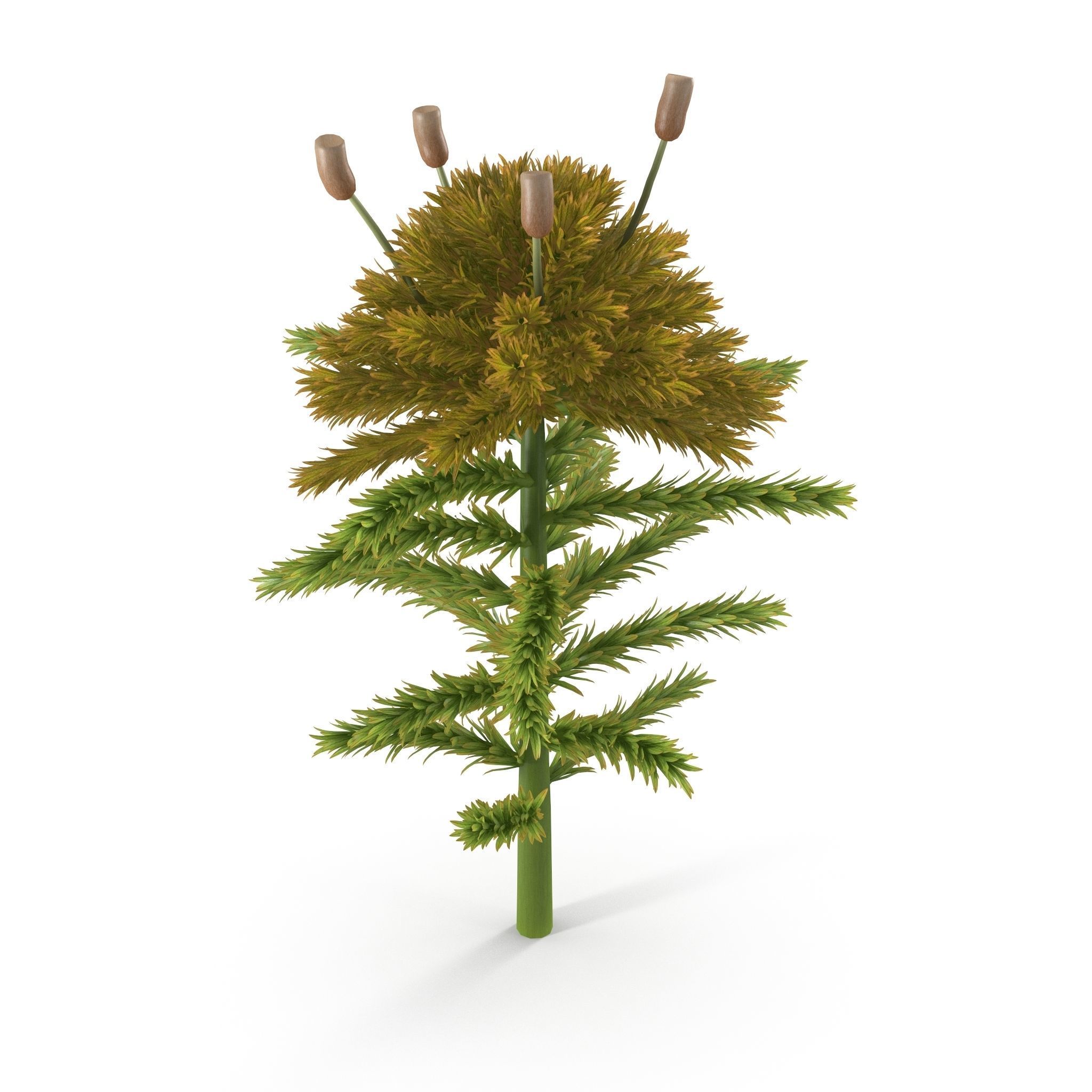3D model Sphagnum fallax VR / AR / low-poly | CGTrader