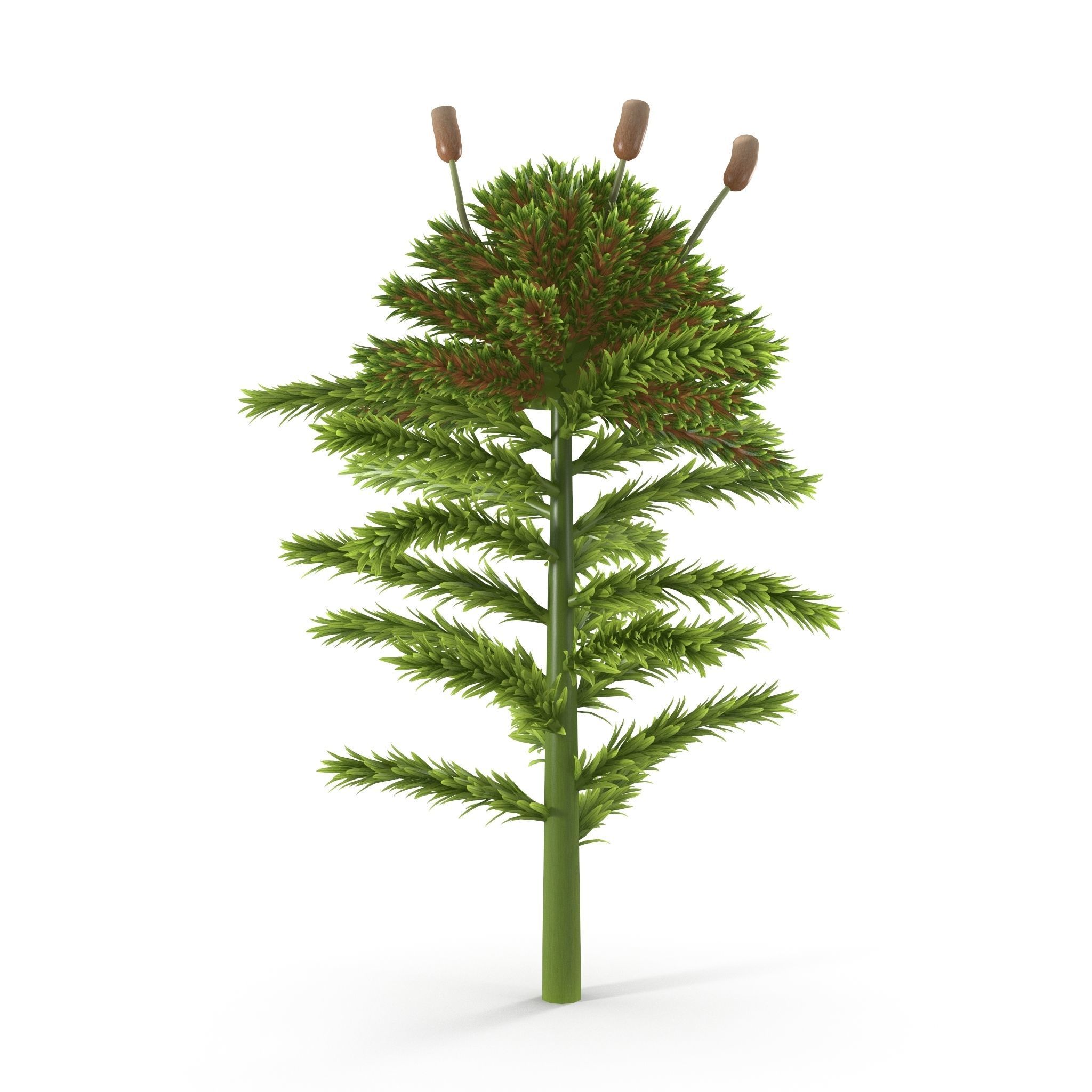 Sphagnum fallax Low-poly 3D model_9
