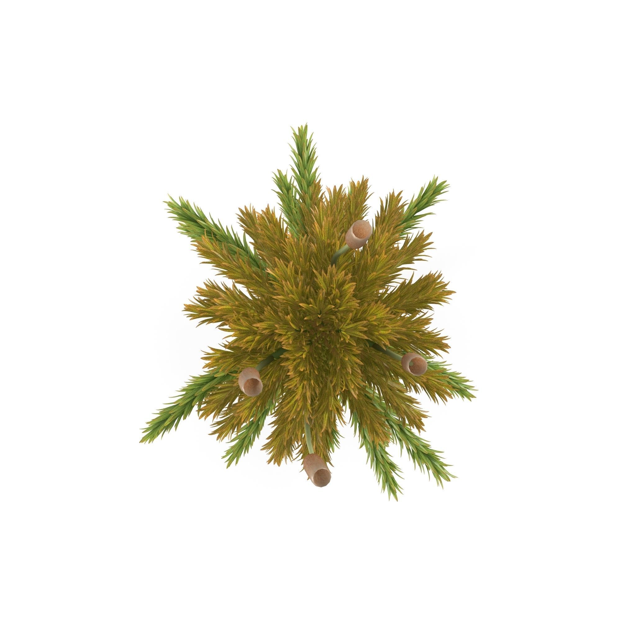 Sphagnum fallax Low-poly 3D model_3