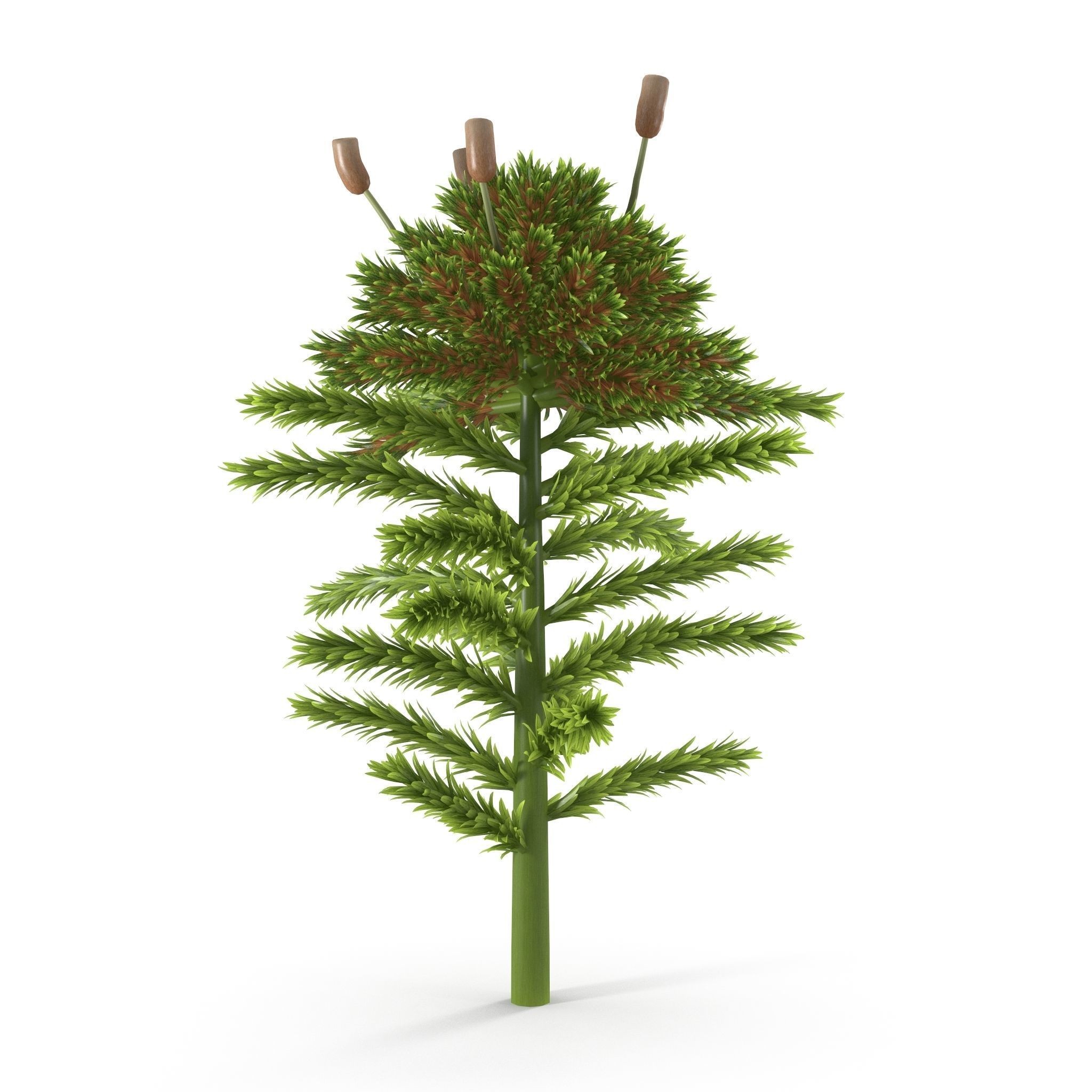 Sphagnum fallax Low-poly 3D model_8