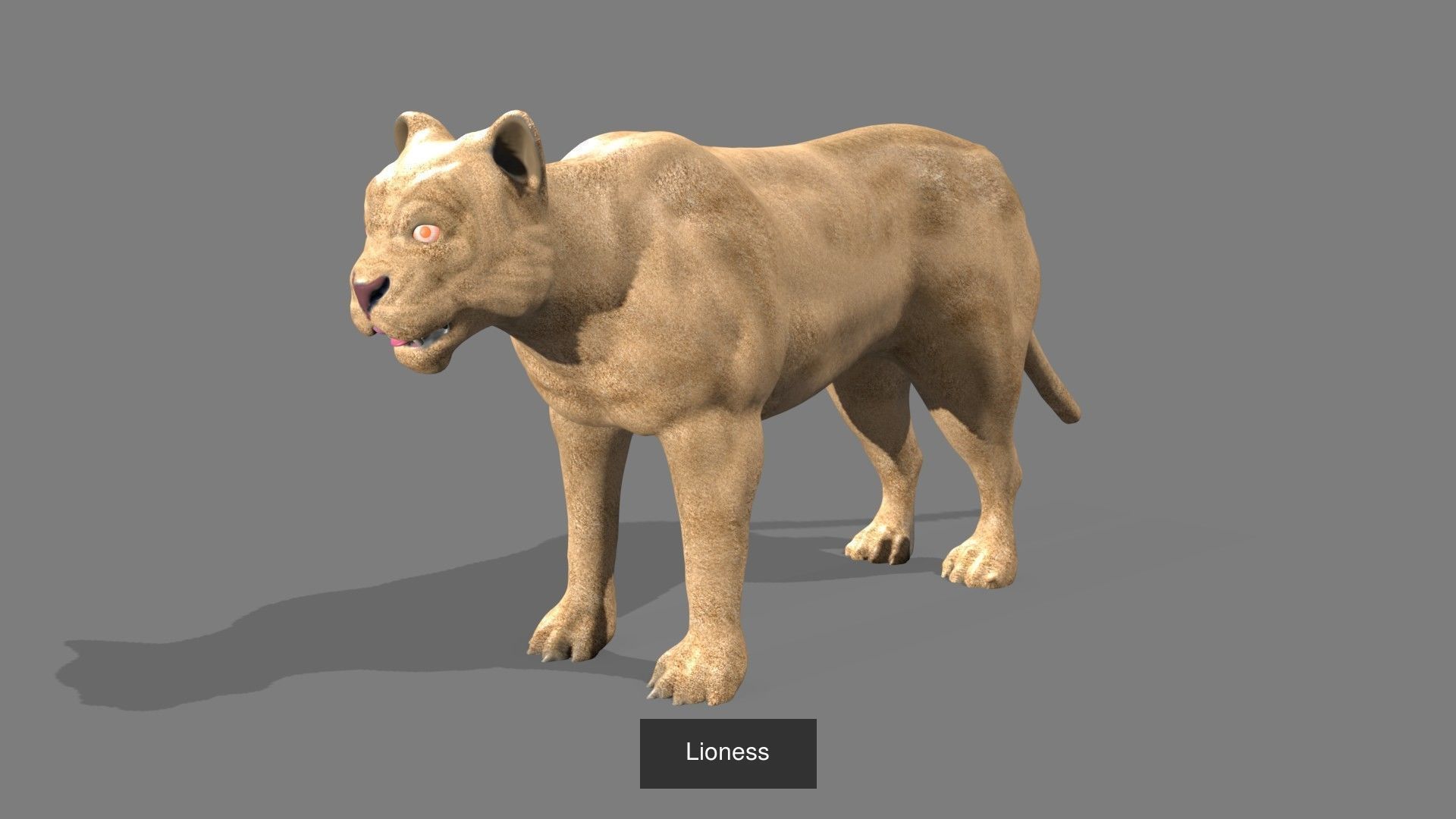 mammal collection giraffe _8