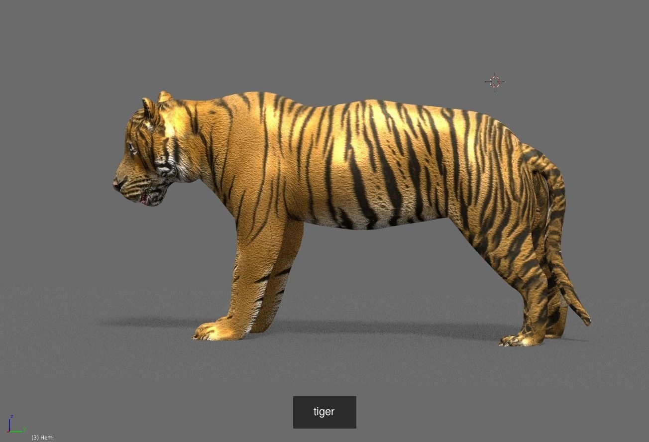 mammal collection giraffe _6