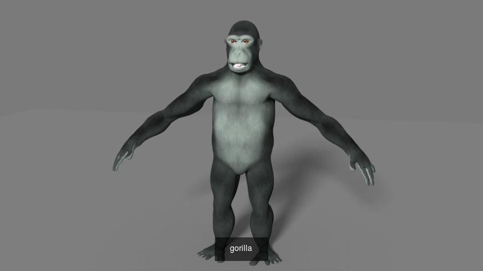 mammal collection giraffe _15