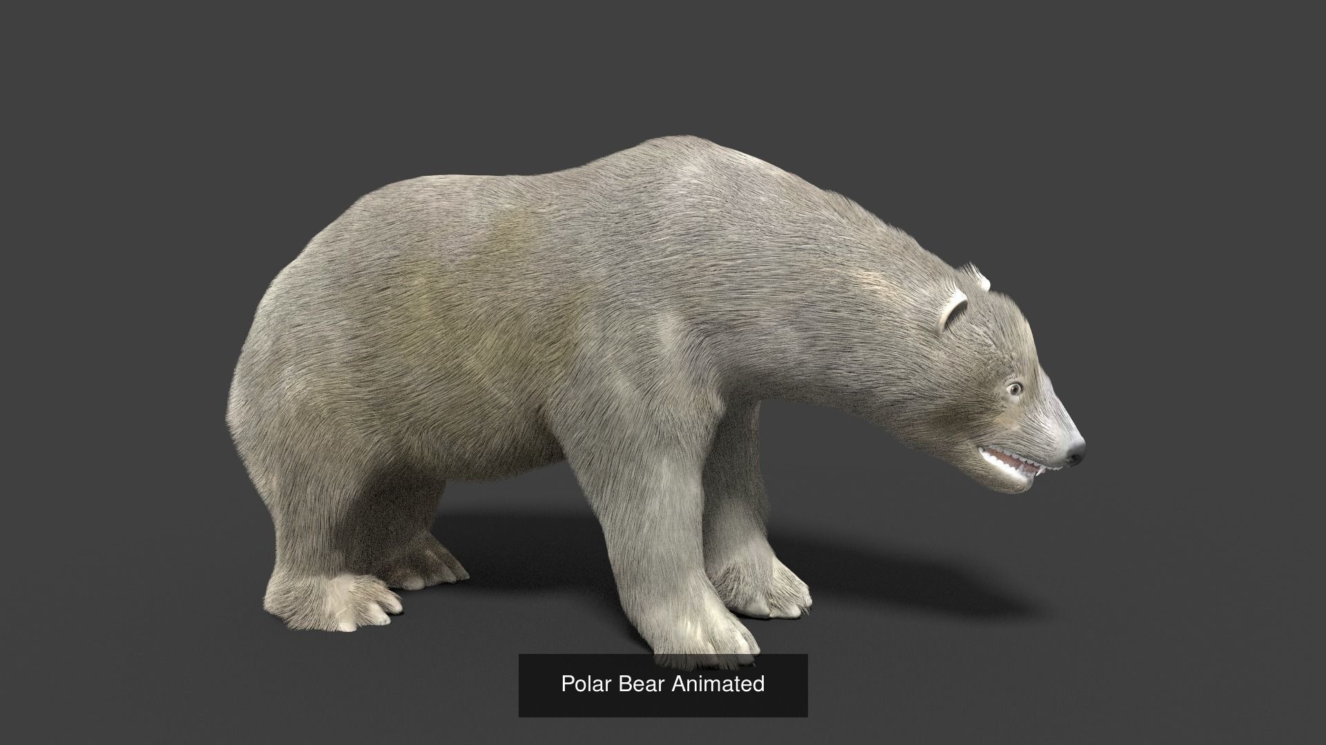 mammal collection giraffe _9