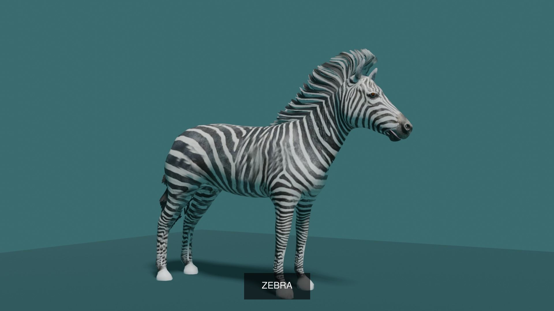 mammal collection giraffe _16