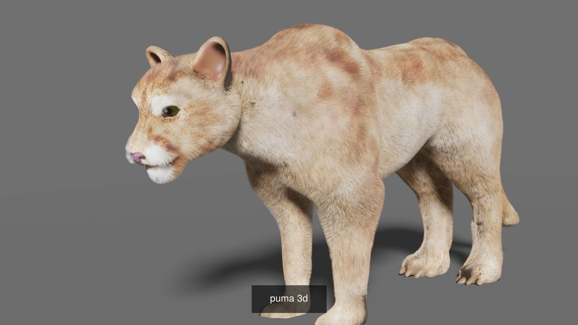 mammal collection giraffe _21