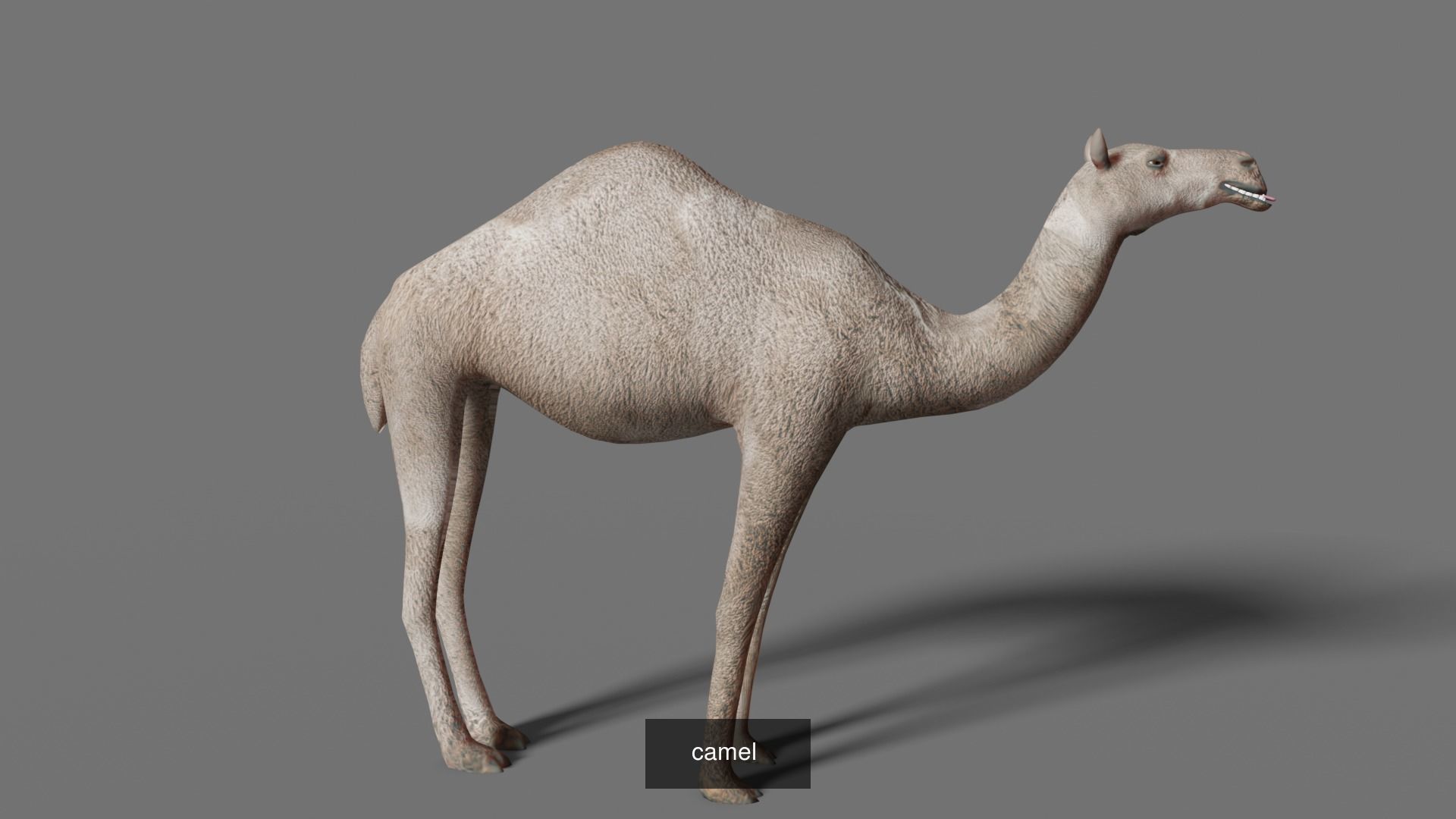 mammal collection giraffe _20