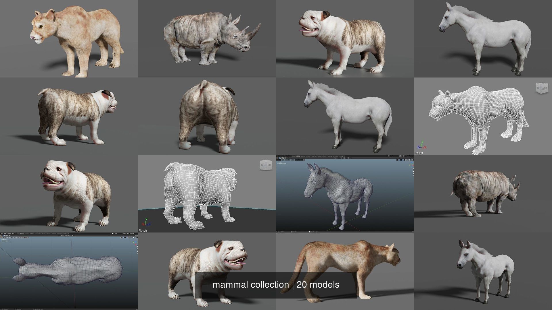 mammal collection giraffe _3