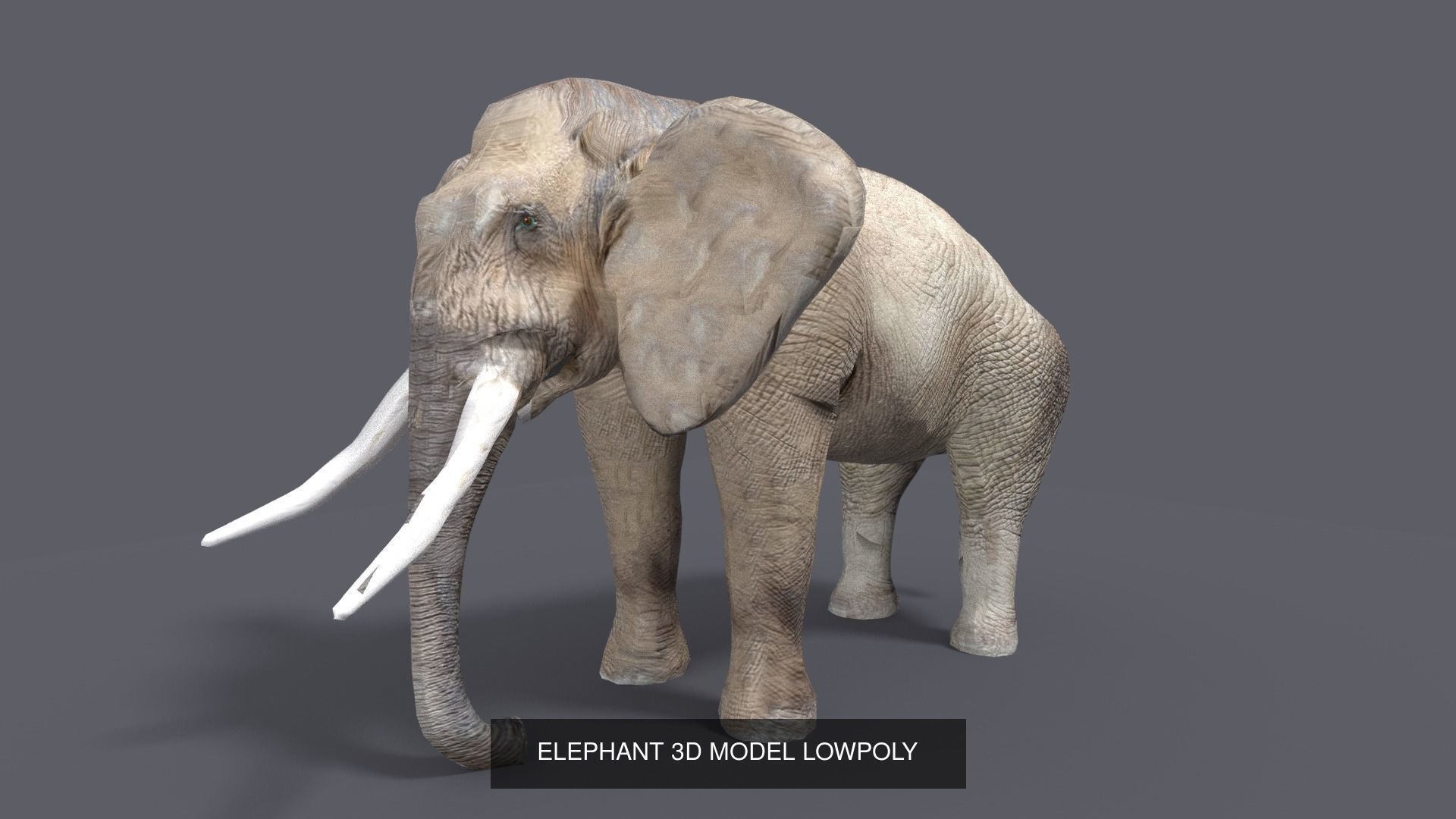 mammal collection giraffe _11