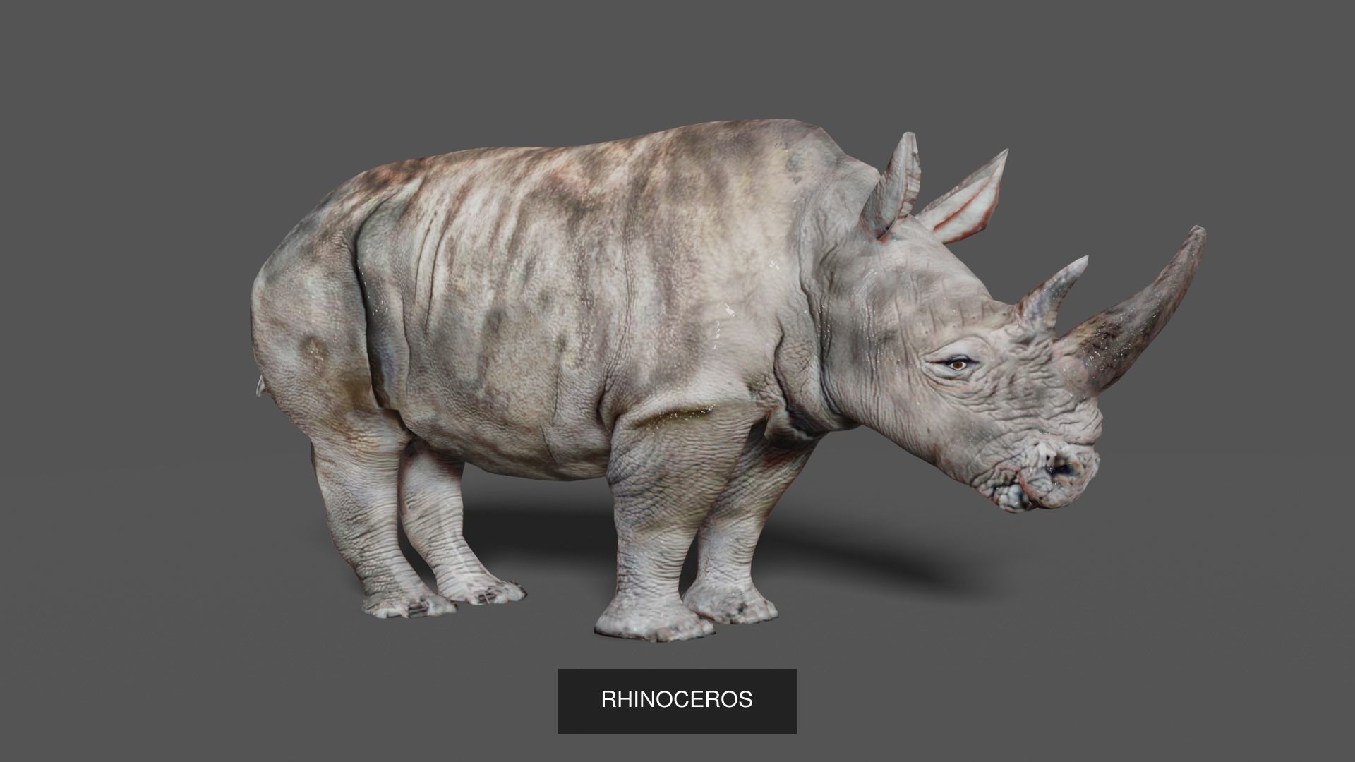 mammal collection giraffe _22