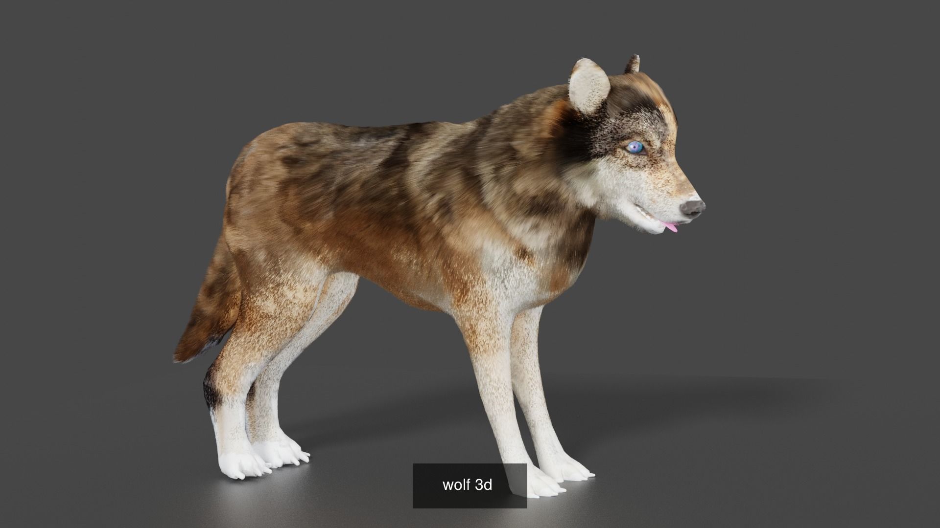 mammal collection giraffe _17