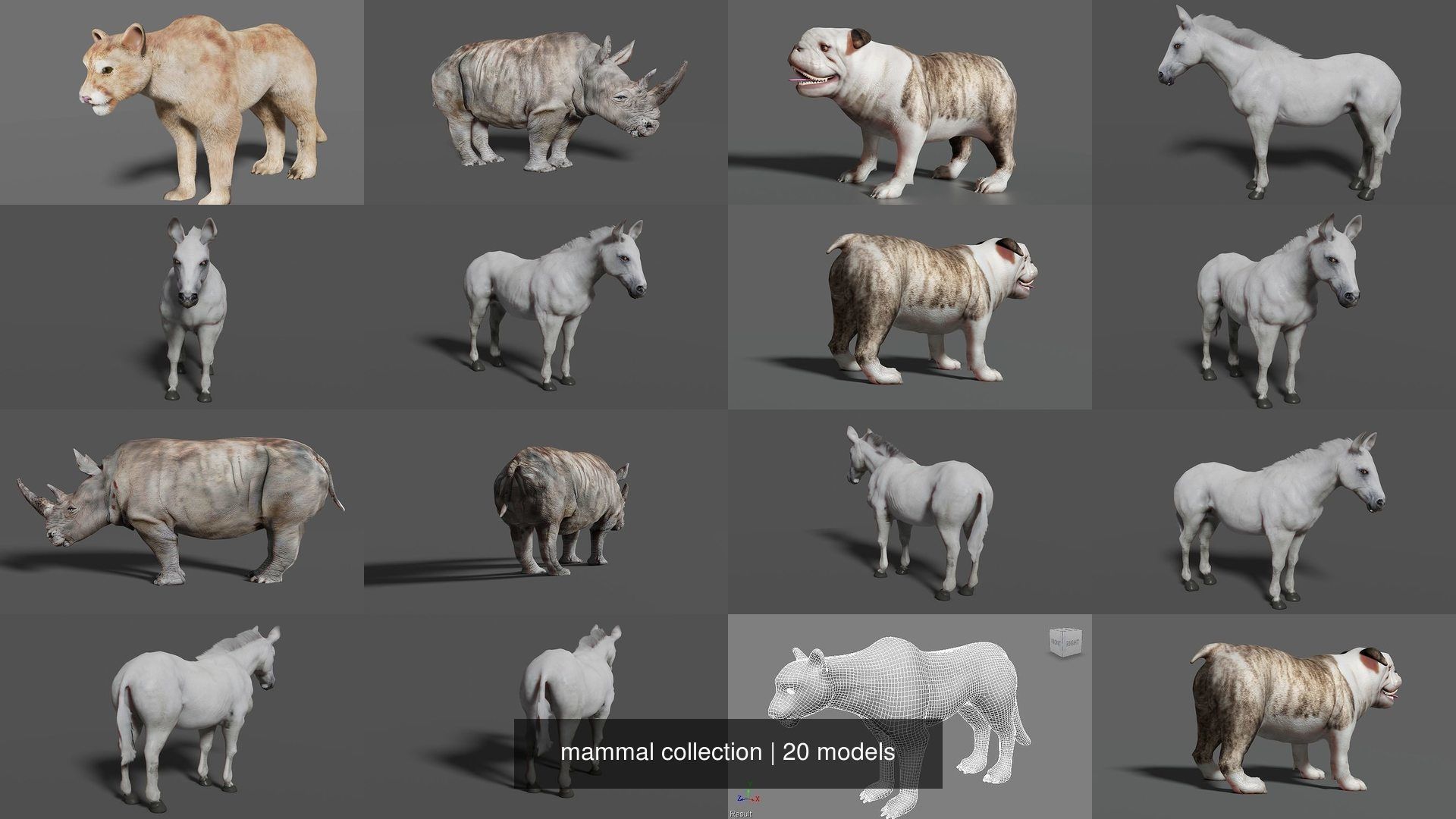 mammal collection giraffe _4