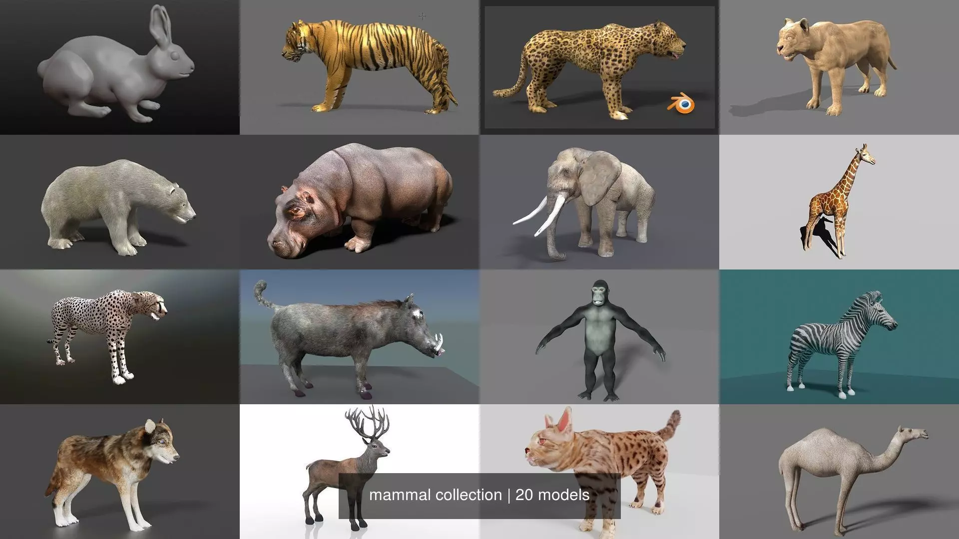 mammal collection giraffe _2