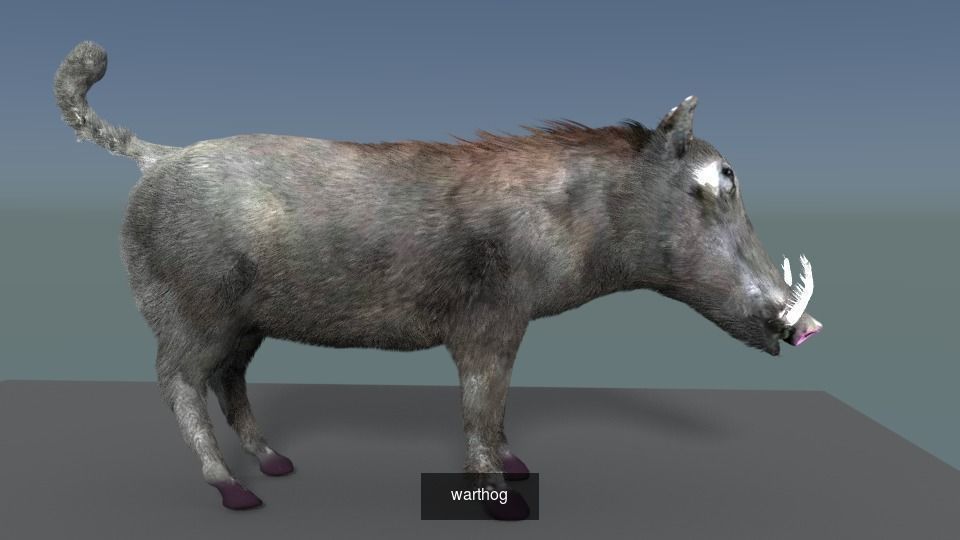 mammal collection giraffe _14