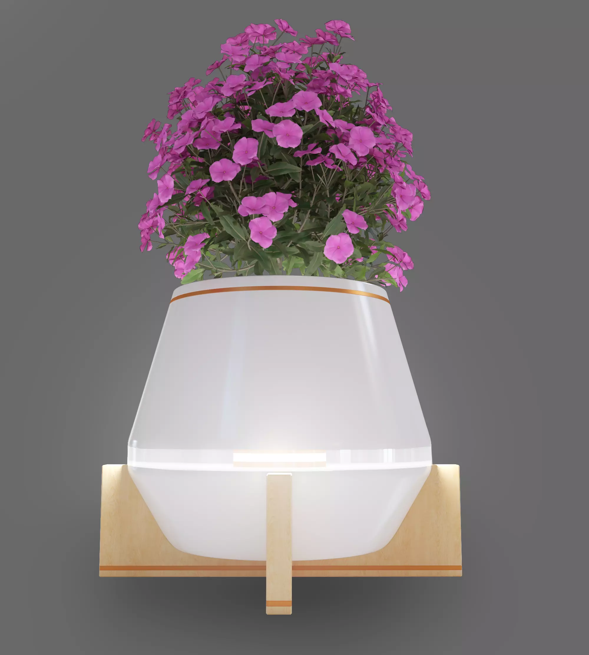 Plant Ficus Free 3D model