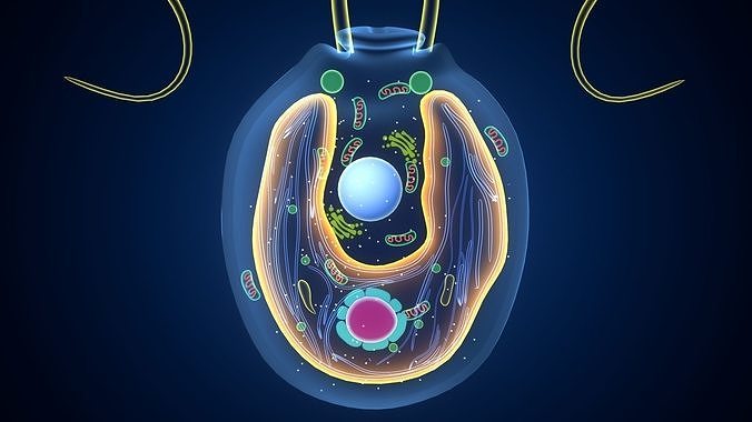 chlamydomonas eukaryotic cell 3D model