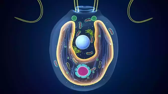 chlamydomonas eukaryotic cell 3D model