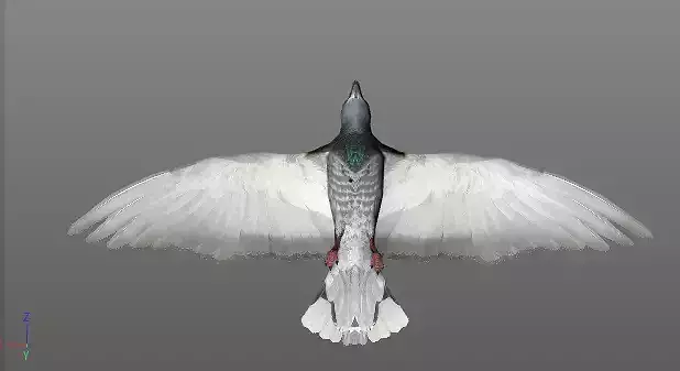 Bird1 with animations
