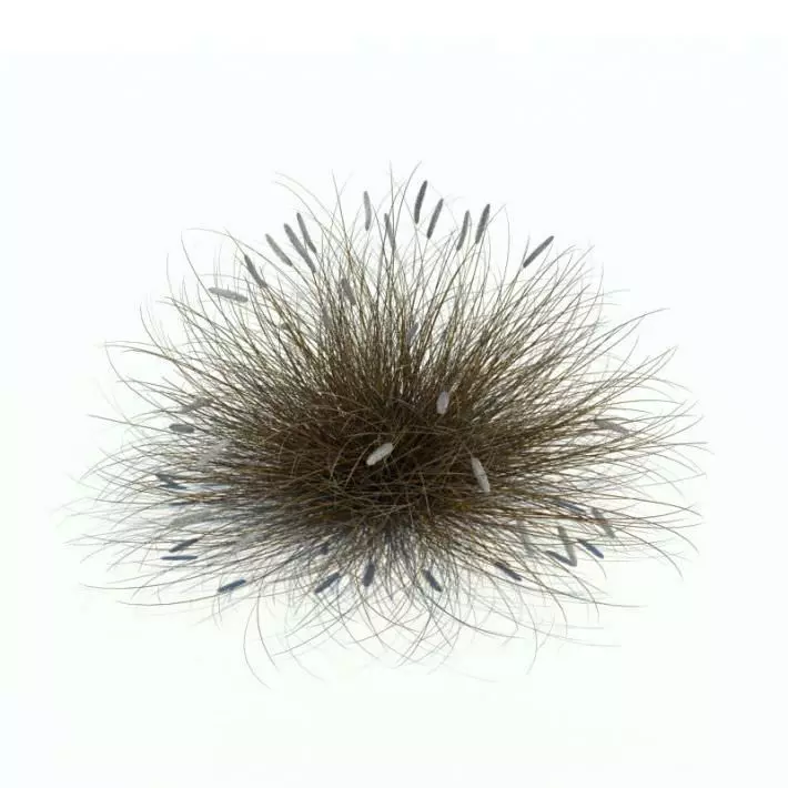 Brown Grass 3D model_0