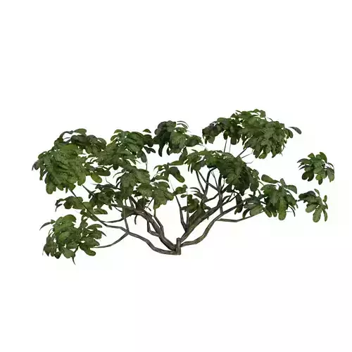 realistic tree 3D model