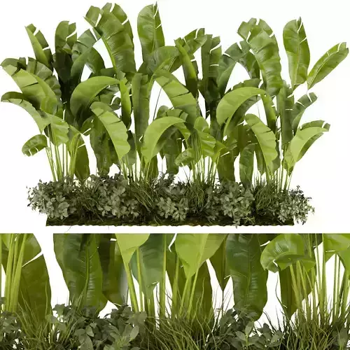 Collection plant vol 289 - indoor - leaf - banana