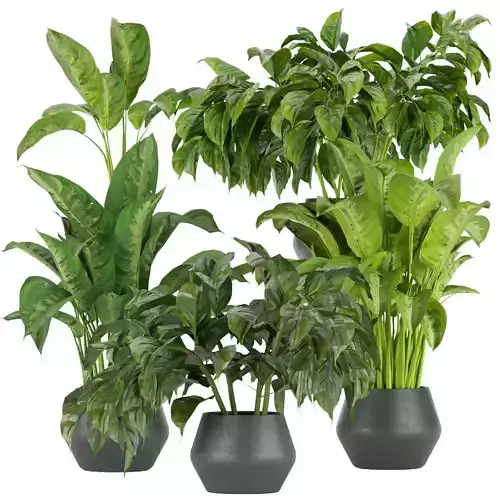 Collection plant vol 290 - indoor - leaf - Aglaoneama 3D model
