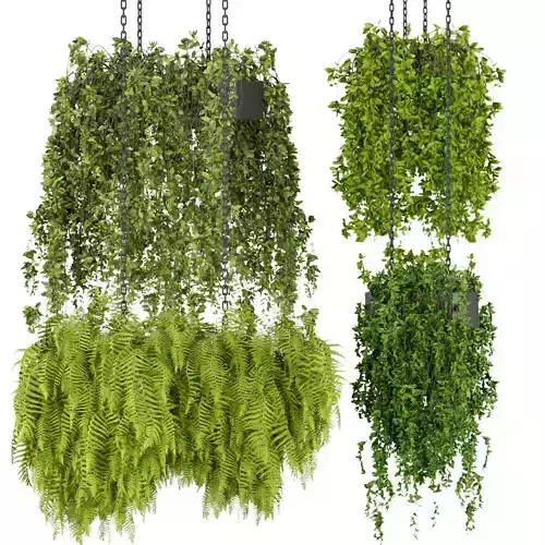 Collection plant vol 291- Indoor - ampelous - hanging 3D model