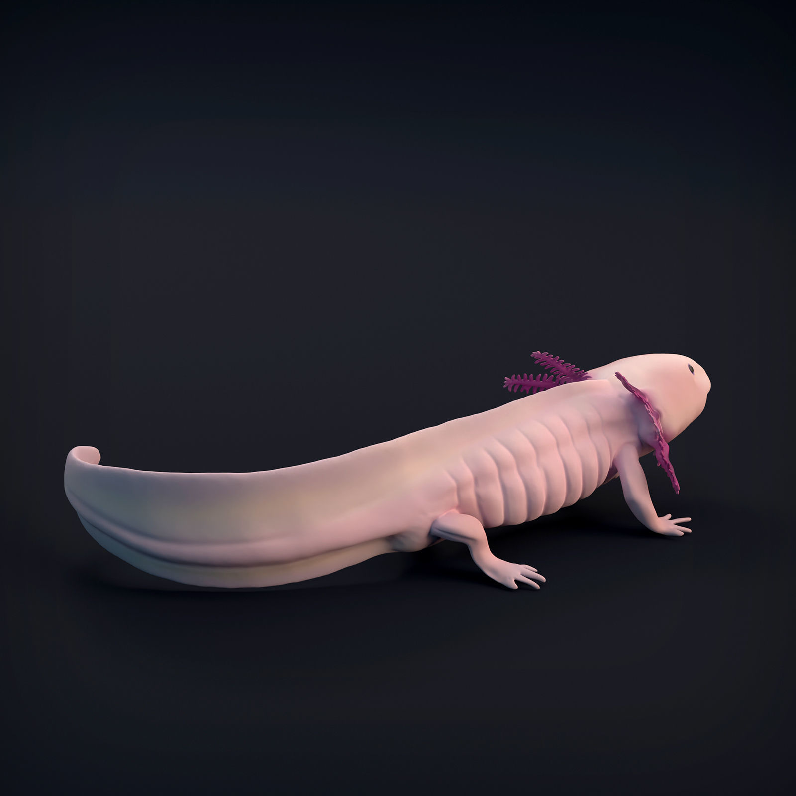 Axolotl for 3D Printing 3D print model_4