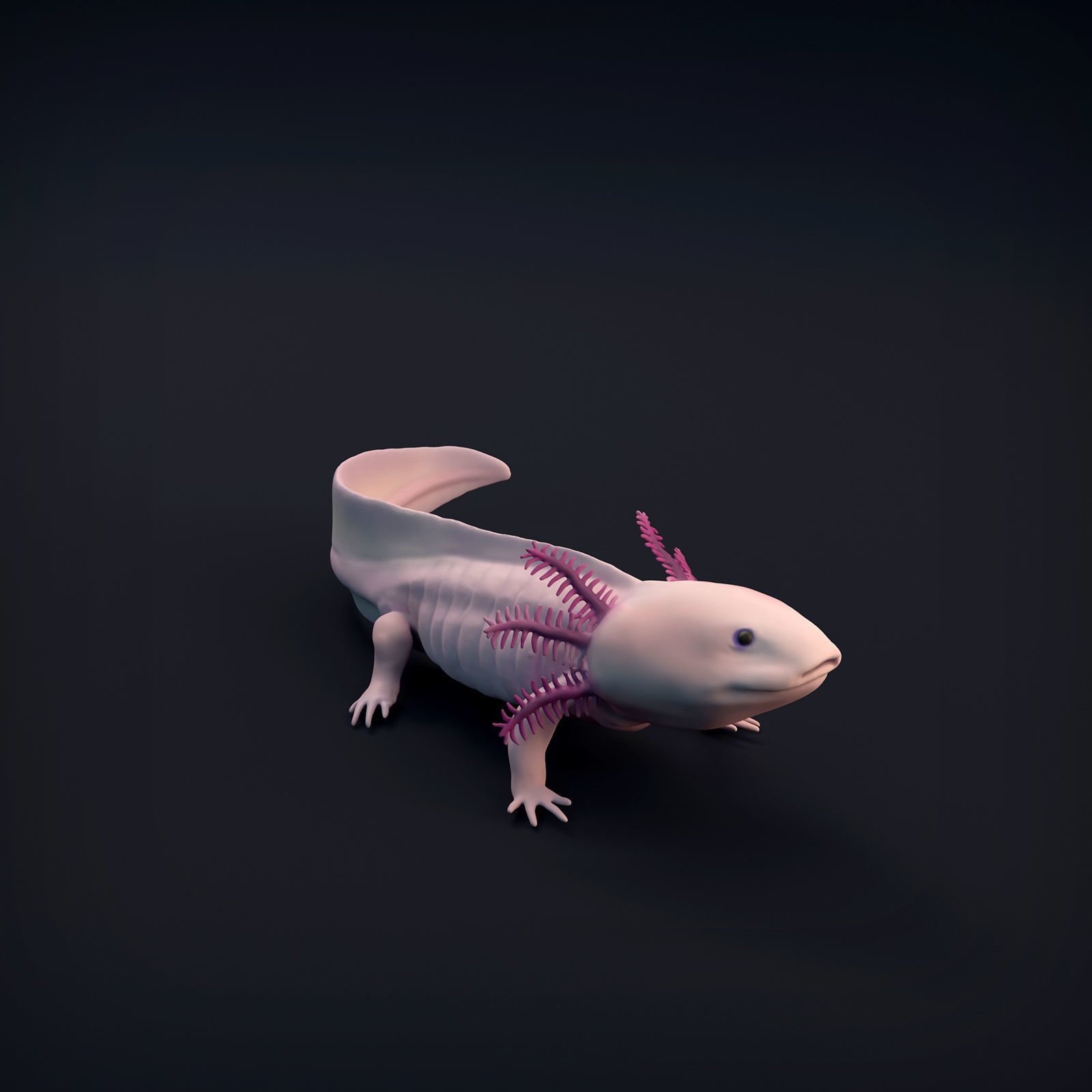 Axolotl for 3D Printing 3D print model_2