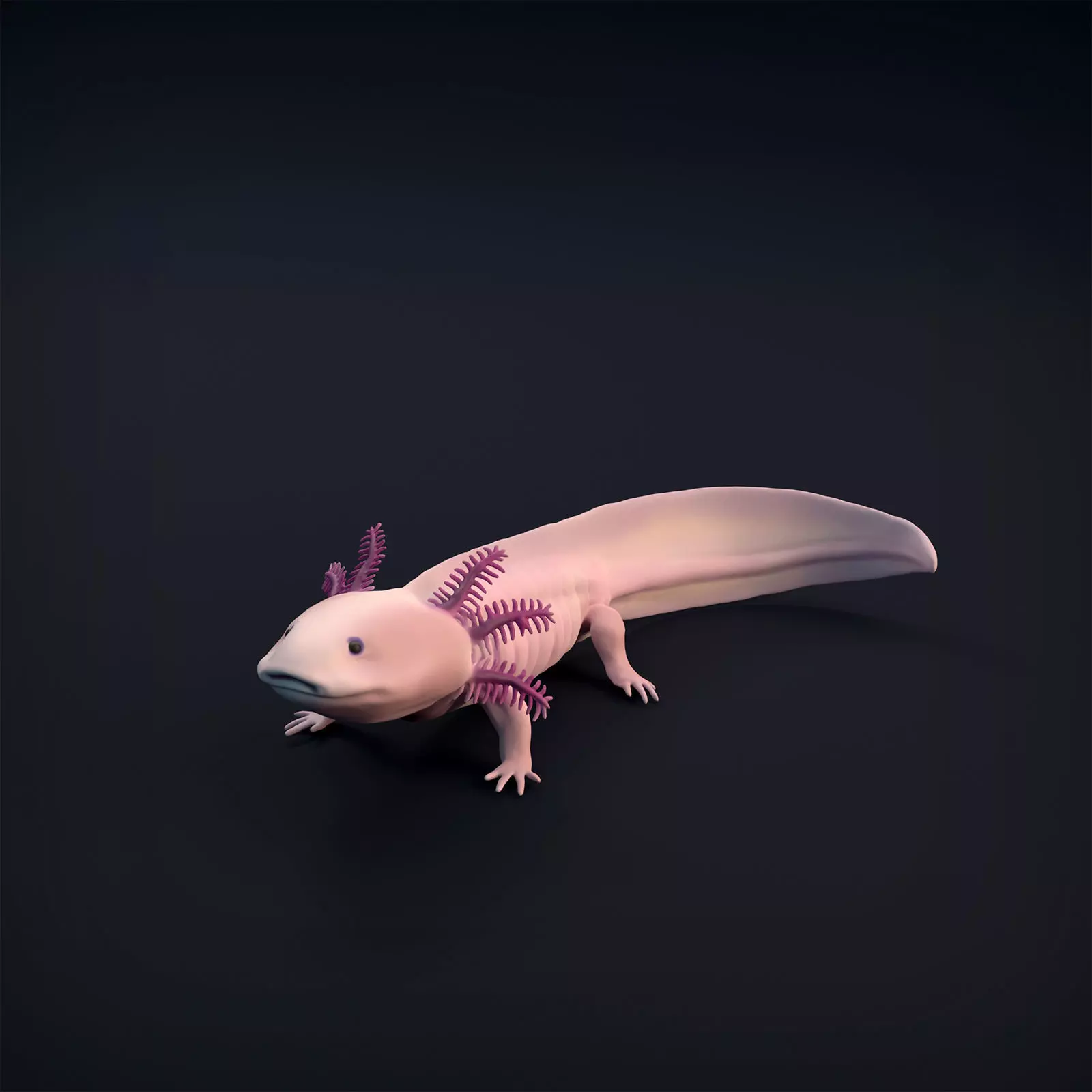 Axolotl for 3D Printing 3D print model_0