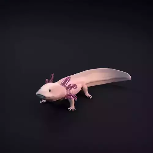 Axolotl for 3D Printing 3D print model