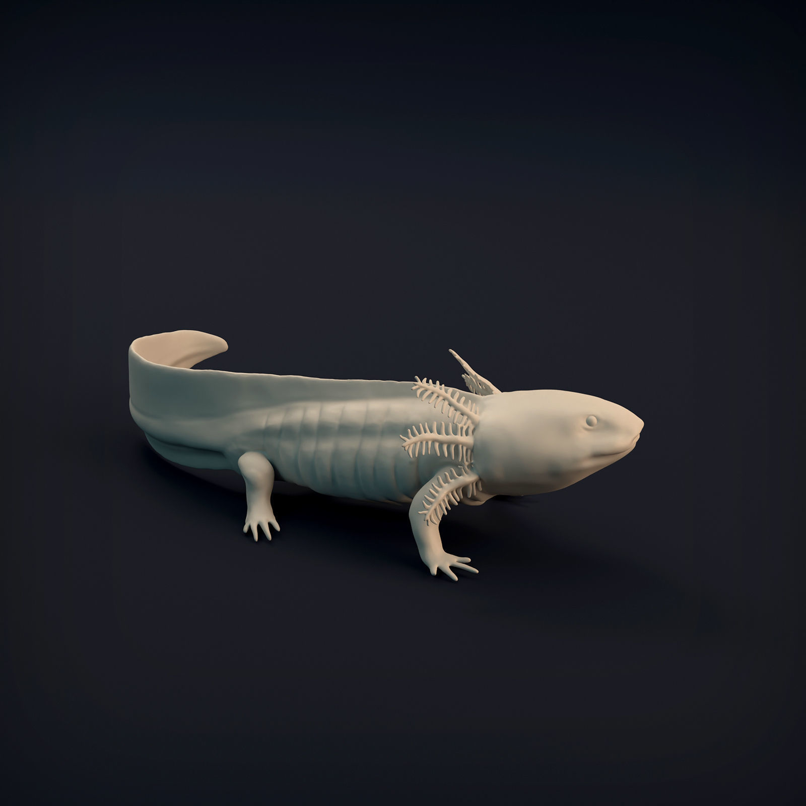 Axolotl for 3D Printing 3D print model_8