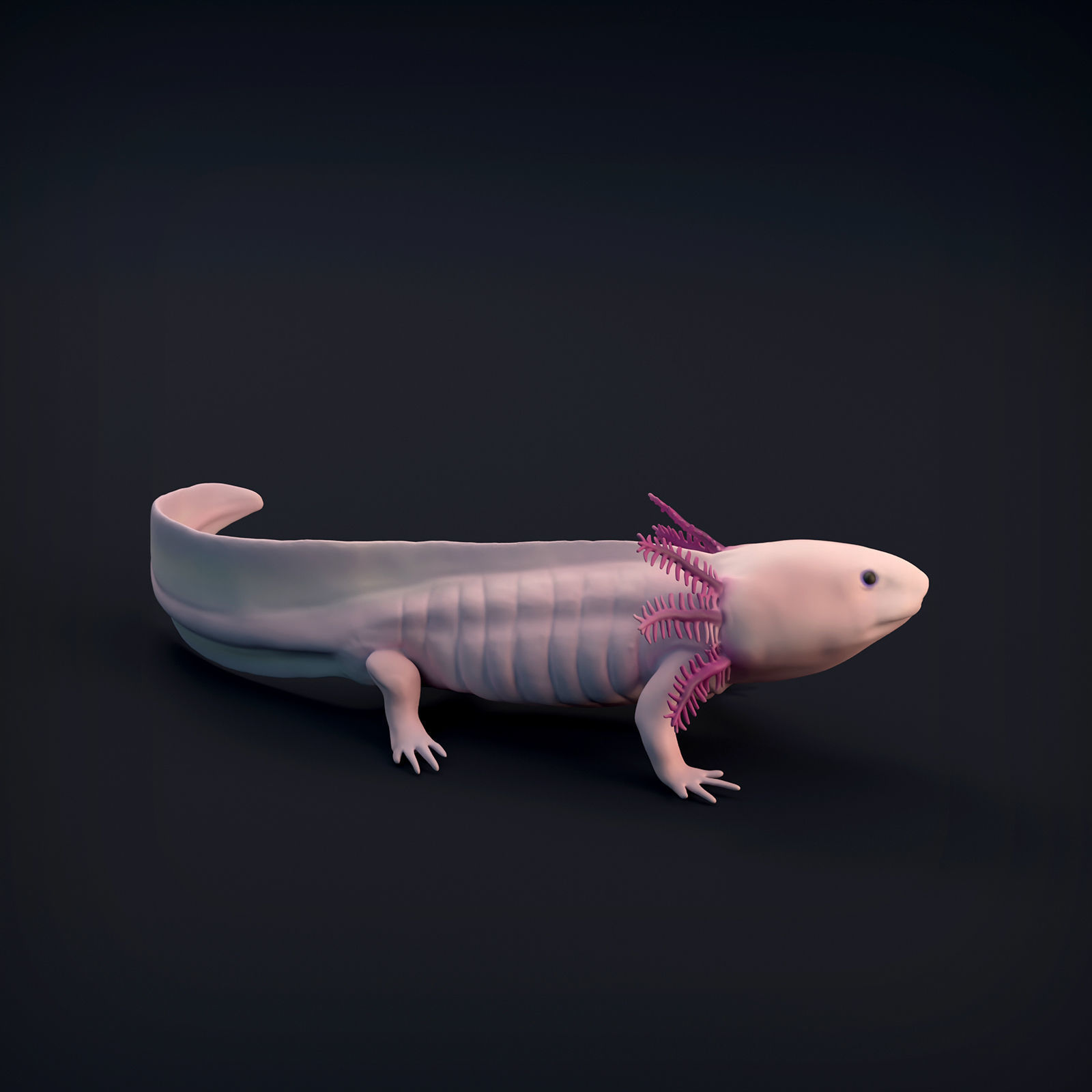 Axolotl for 3D Printing 3D print model_3