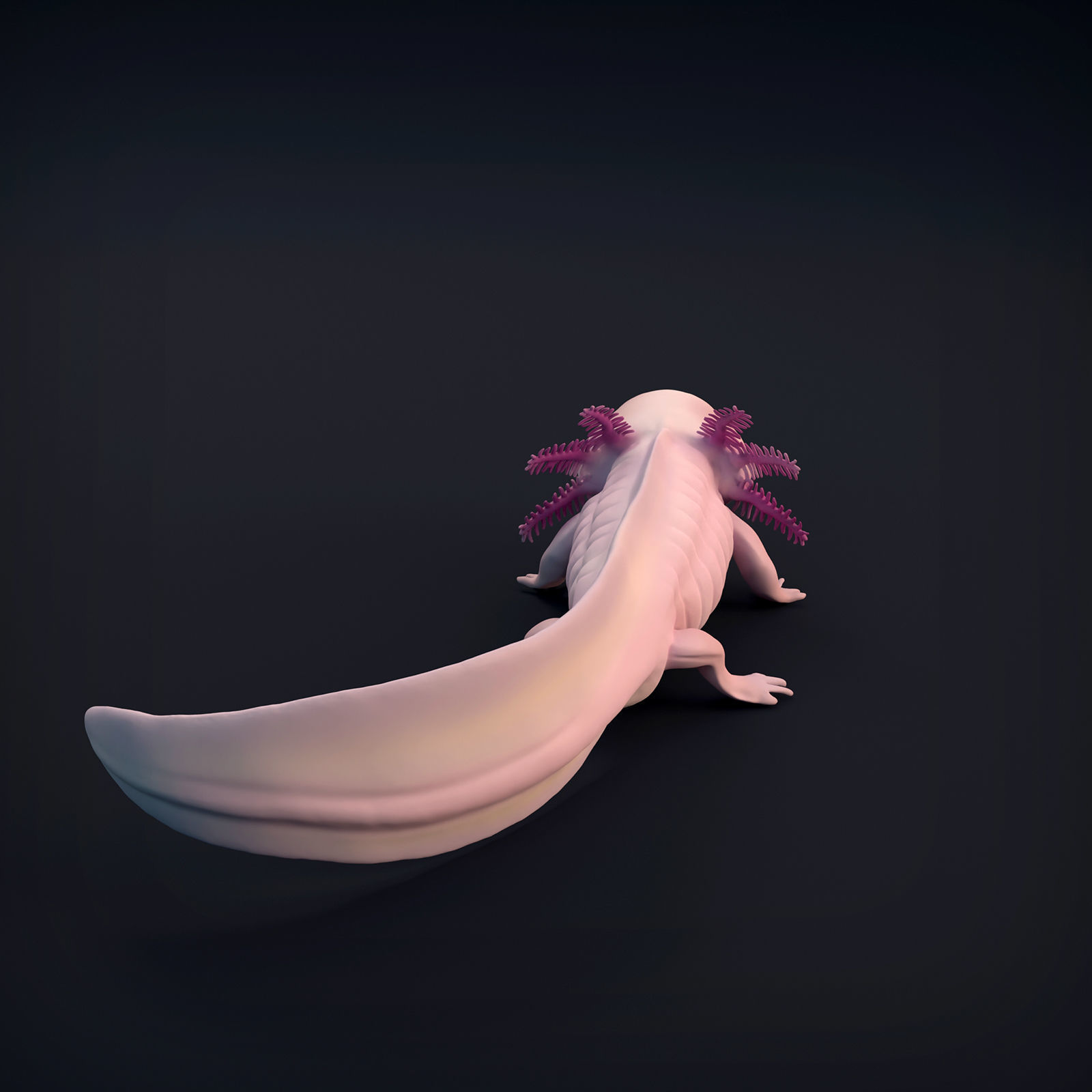 Axolotl for 3D Printing 3D print model_5