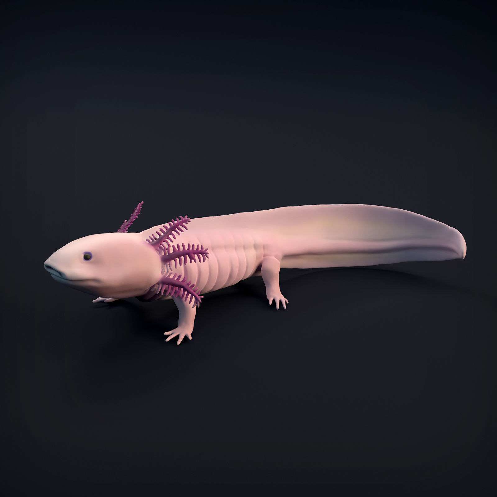 Axolotl for 3D Printing 3D print model_7